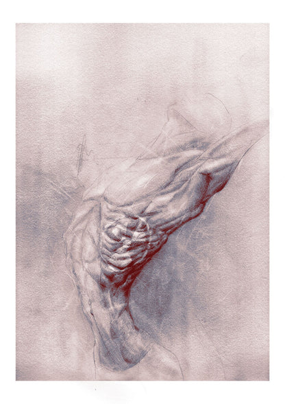 Close-up human anatomy drawing of arms and torso under tension, graphite art print